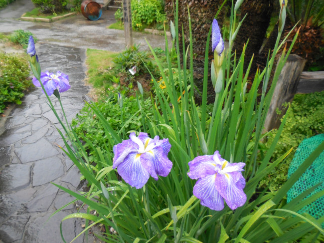 梅雨の花々・・・菖蒲、紫陽花