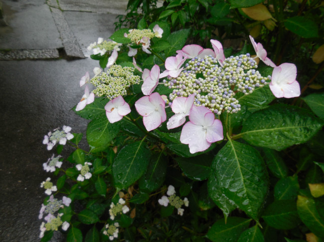 梅雨の花々・・・菖蒲、紫陽花